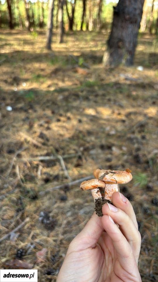 Działka budowlana Łoś, ul. Spacerowa. Zdjęcie 10