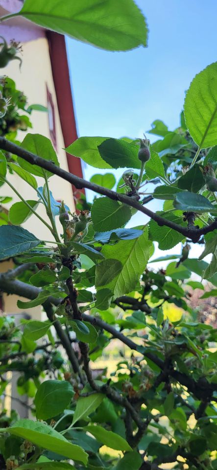 Działka rekreacyjna Wrocław Psie Pole, ul. Kłokoczycka