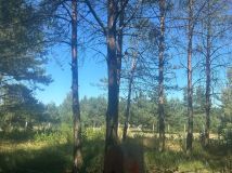 Działka budowlana Turze. Zdjęcie 3