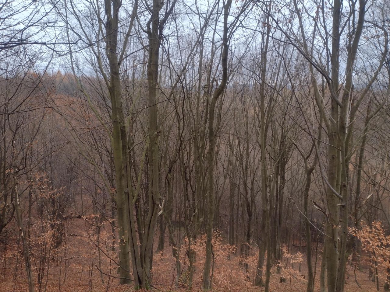 Działka leśna Średnia Wieś. Zdjęcie 2