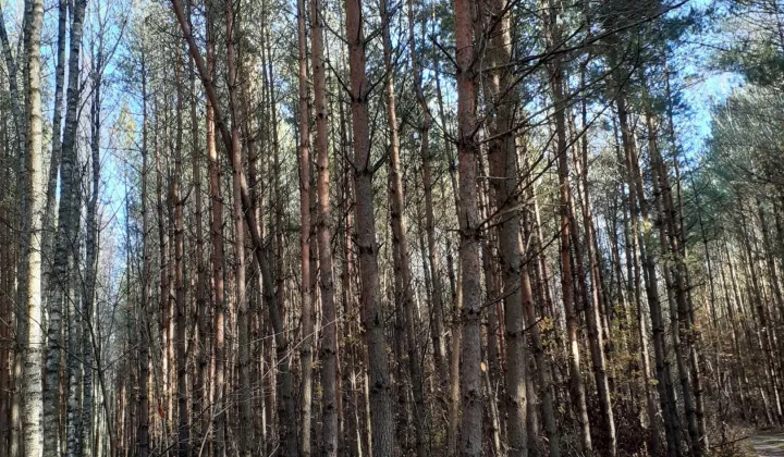 Działka leśna Guciów