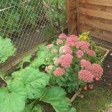 Działka rod Stargard Centrum, Drzymały. Zdjęcie 1