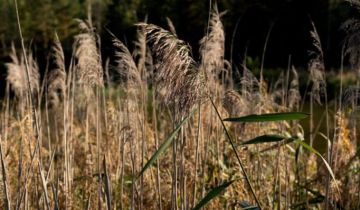 Działka inna Zbiroża