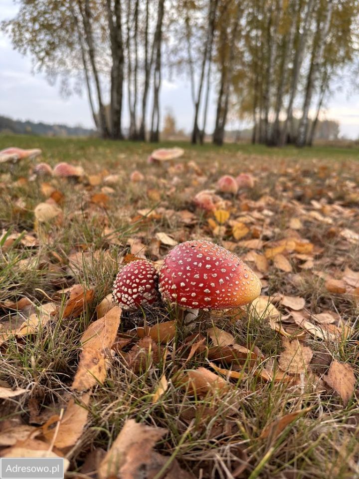 Działka budowlana Natolin. Zdjęcie 13
