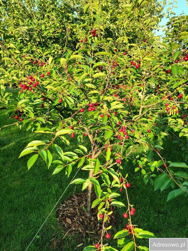 Działka rod Koszalin. Zdjęcie 6