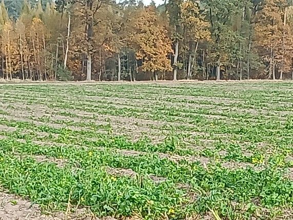 Działka siedliskowa Elżbieciny. Zdjęcie 2