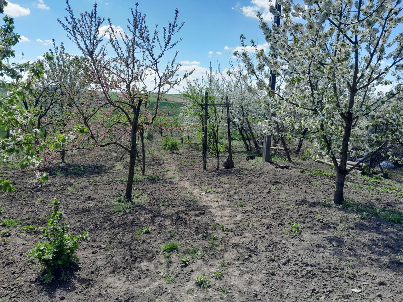 dom wolnostojący, 4 pokoje Grabowiec-Góra. Zdjęcie 4