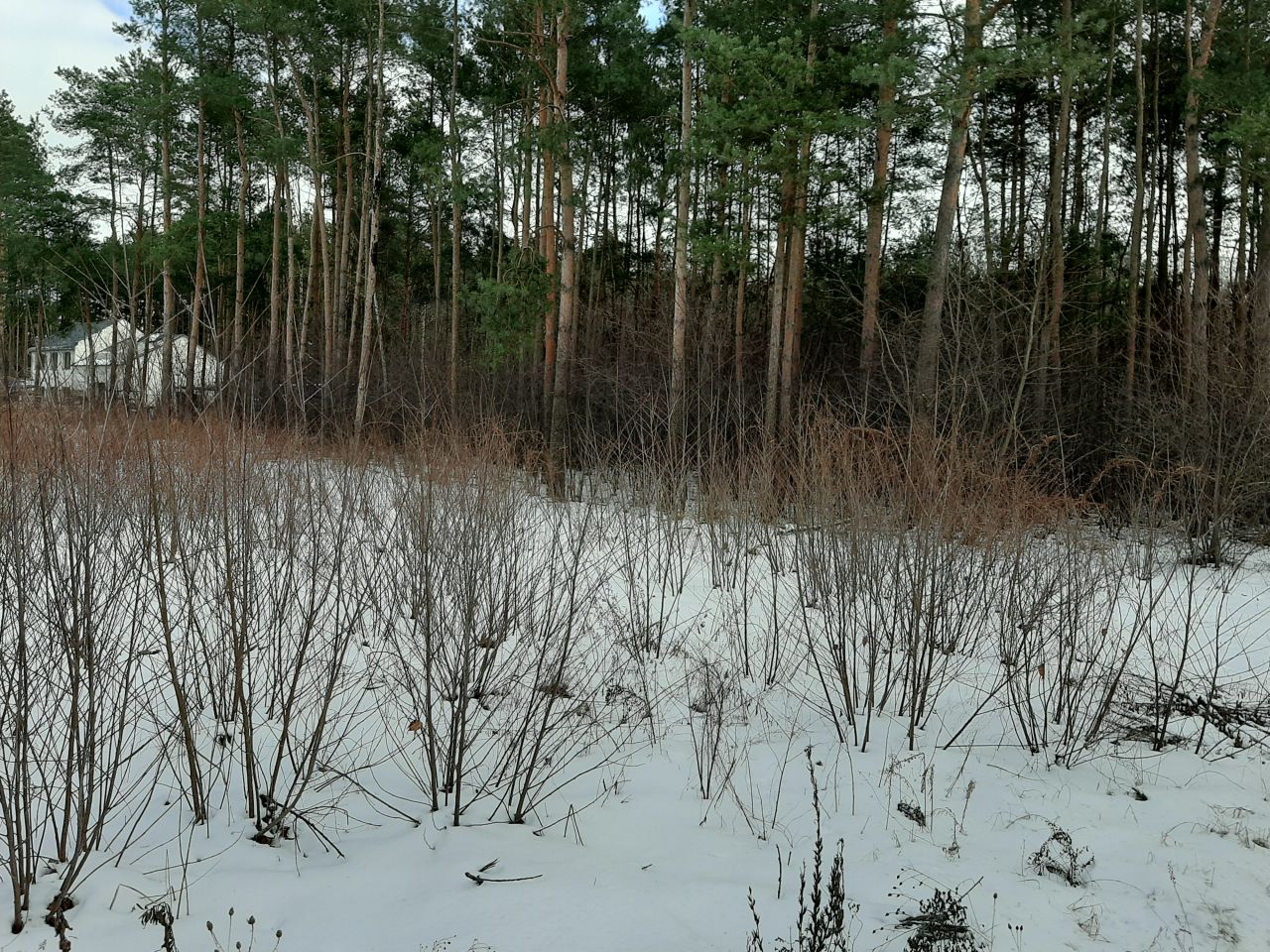 Działka budowlana Józefów Rycice, ul. Wiązowska. Zdjęcie 3
