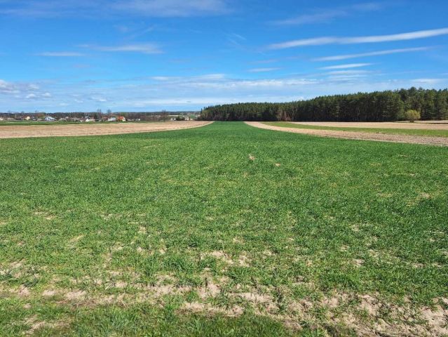 Działka rolna Chojeczno-Sybilaki. Zdjęcie 1