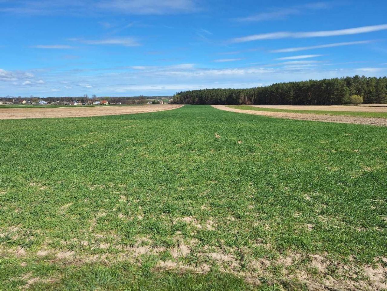 Działka rolna Chojeczno-Sybilaki