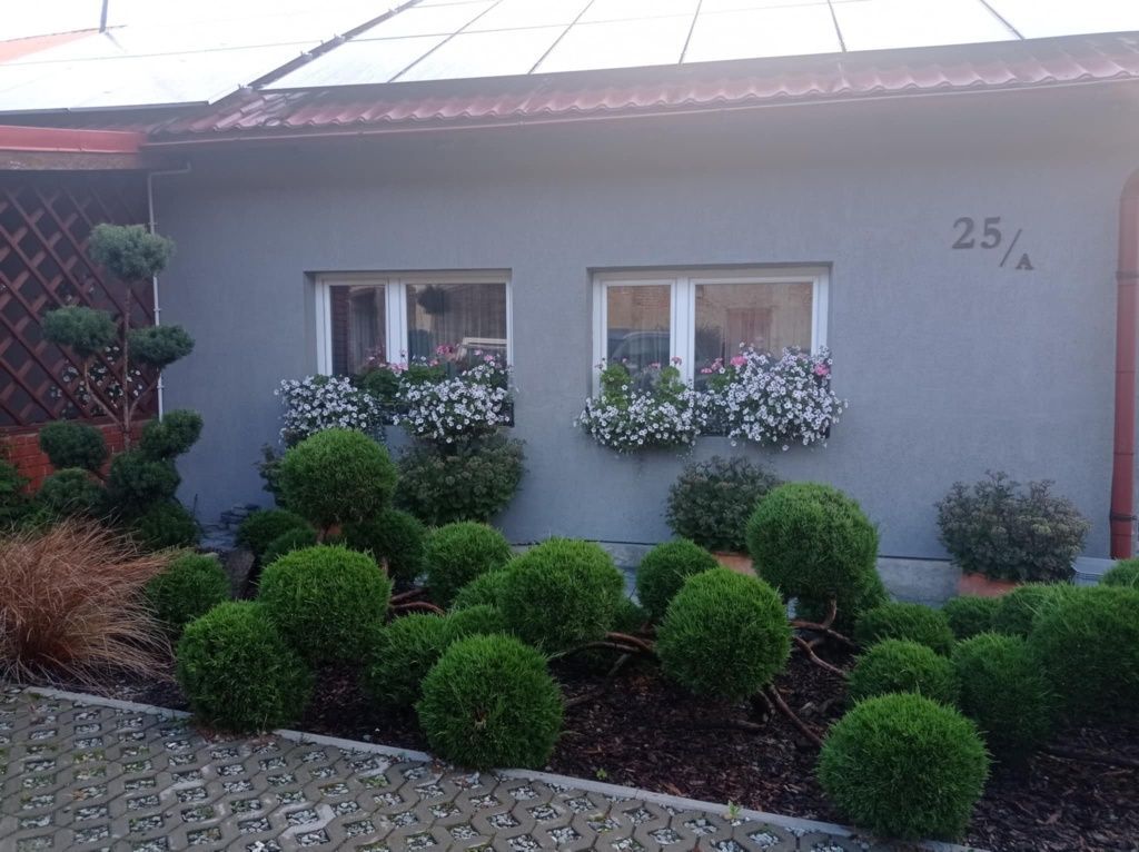 bliźniak Czarny Kierz. Zdjęcie 1