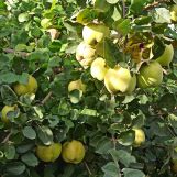 Działka rod Gliwice Sikornik, ul. Rybnicka. Zdjęcie 2