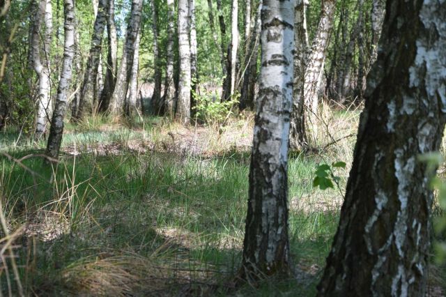 Działka budowlana Zawieprzyce-Kolonia. Zdjęcie 1