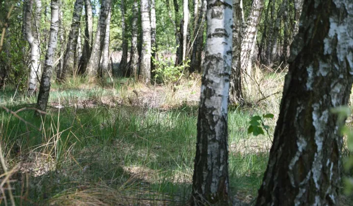 Działka budowlana Zawieprzyce-Kolonia