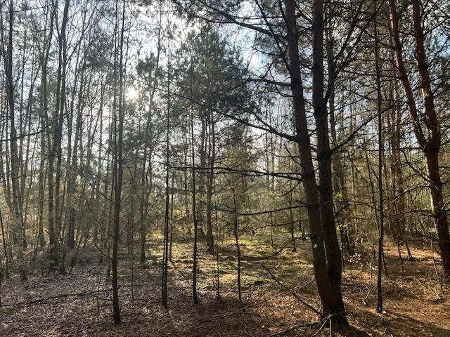 Działka leśna Stara Huta. Zdjęcie 14