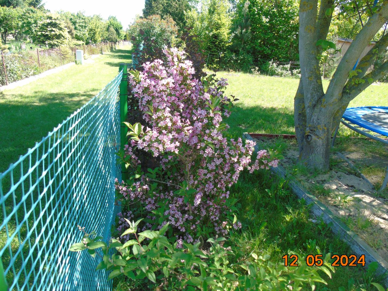 Działka rod Niedźwiada. Zdjęcie 18