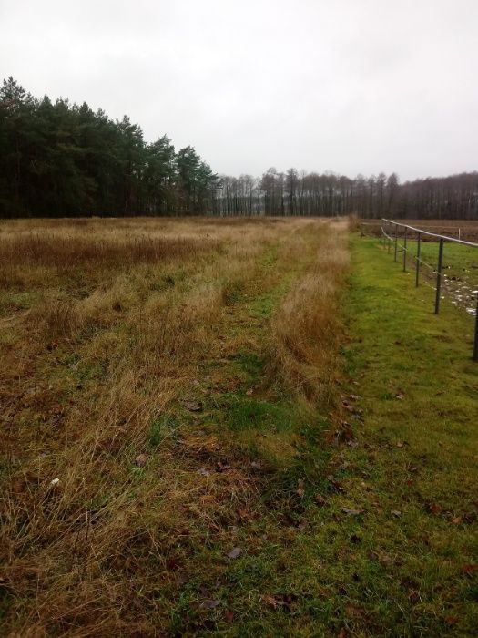 Działka Sarzyn. Zdjęcie 5