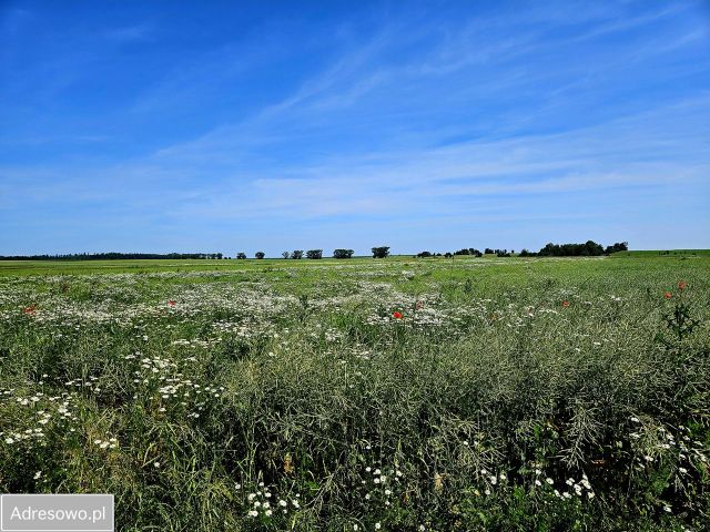 Działka budowlana Rudziczka. Zdjęcie 1