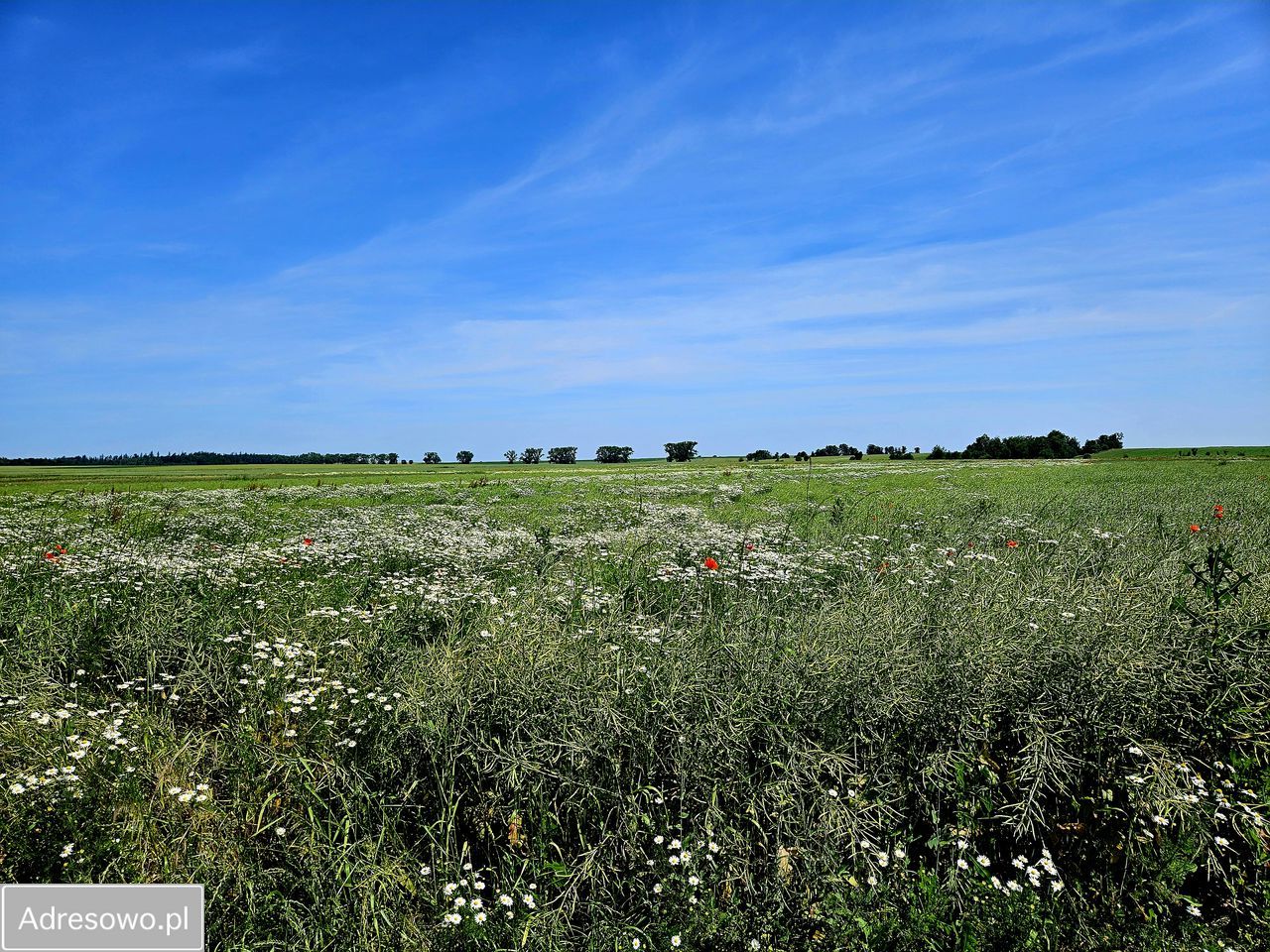 Działka budowlana Rudziczka