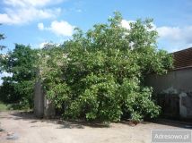 dom wolnostojący, 8 pokoi Sielsko. Zdjęcie 3