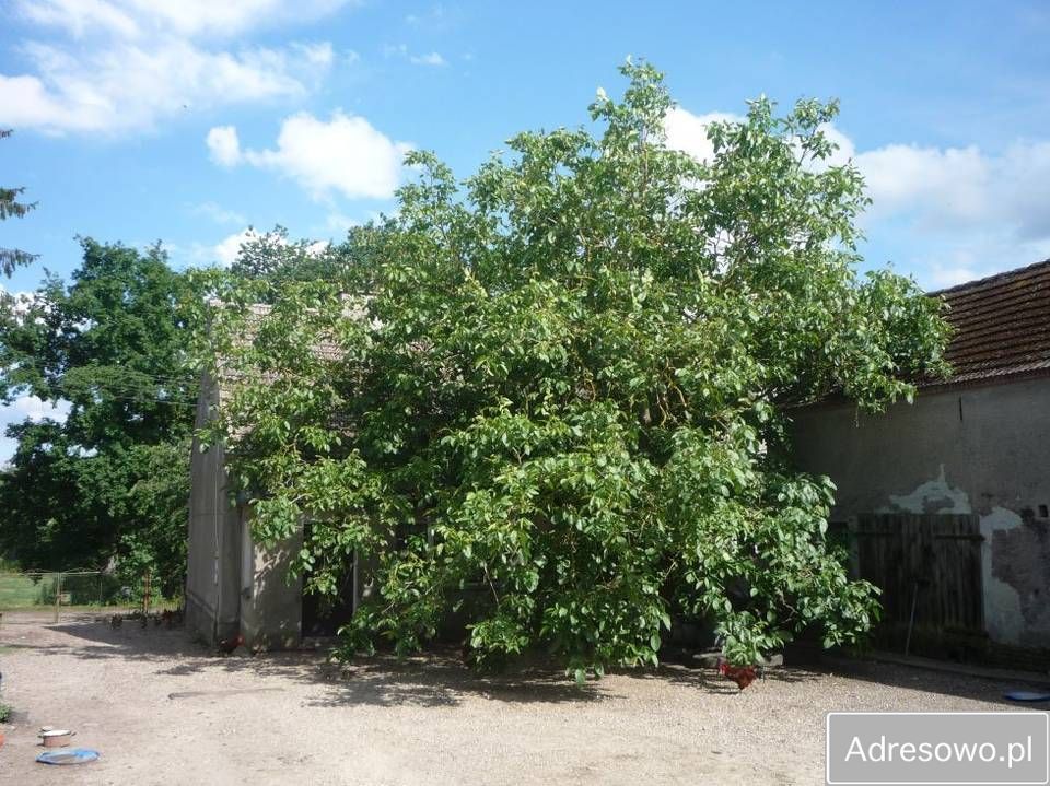 dom wolnostojący, 8 pokoi Sielsko. Zdjęcie 4