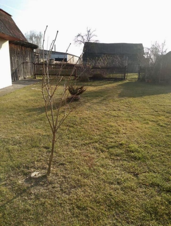 siedlisko, 2 pokoje Babilon. Zdjęcie 6