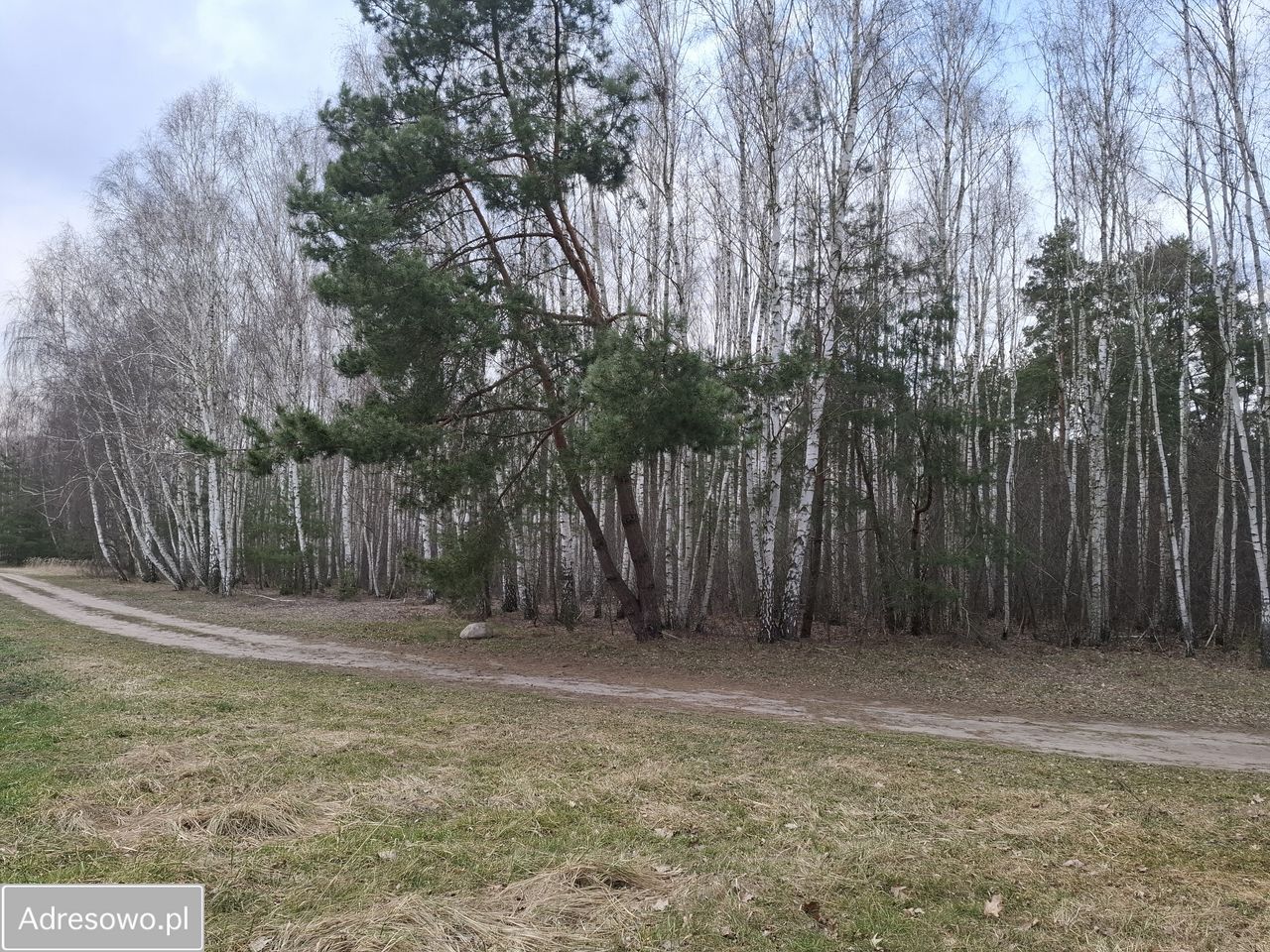 Działka leśna Zborów. Zdjęcie 6