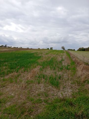 Działka budowlana Rozkopaczew. Zdjęcie 1