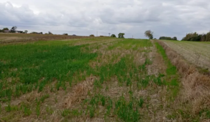 Działka budowlana Rozkopaczew