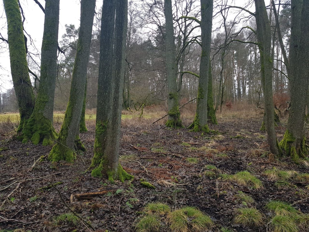 Działka inwestycyjna Wiesiółka. Zdjęcie 7