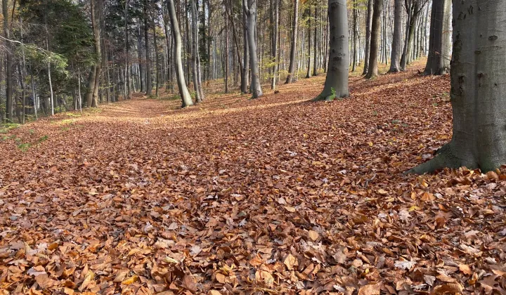 Działka budowlana Piotrkowice