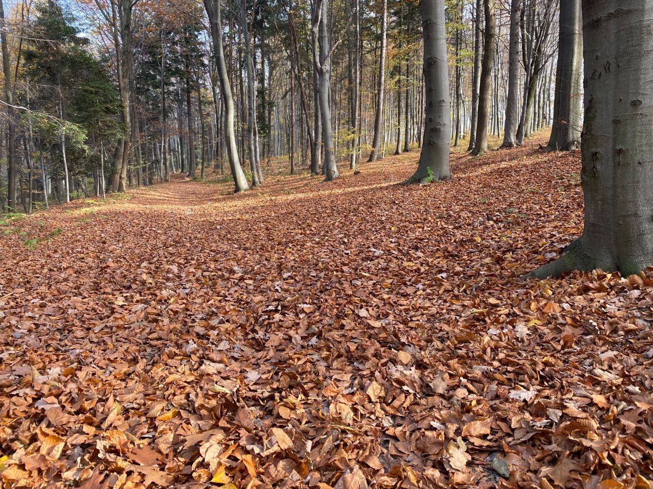Działka budowlana Piotrkowice. Zdjęcie 1