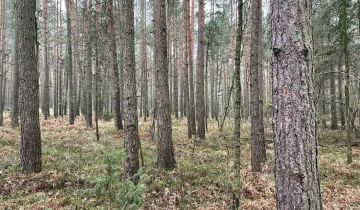 Działka leśna Wiewiórów