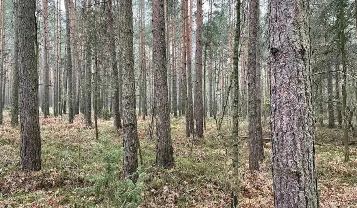 Działka leśna Wiewiórów