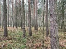 Działka leśna Wiewiórów