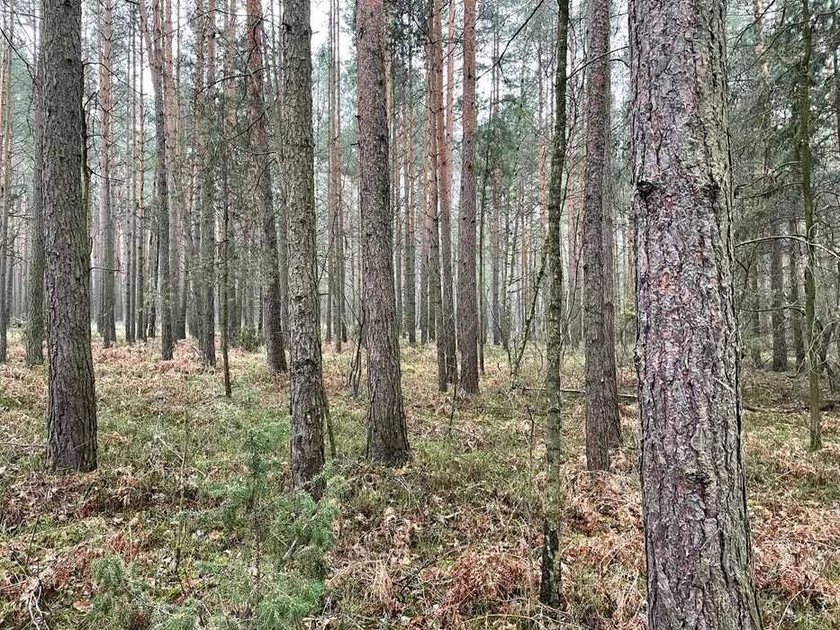 Działka leśna Wiewiórów