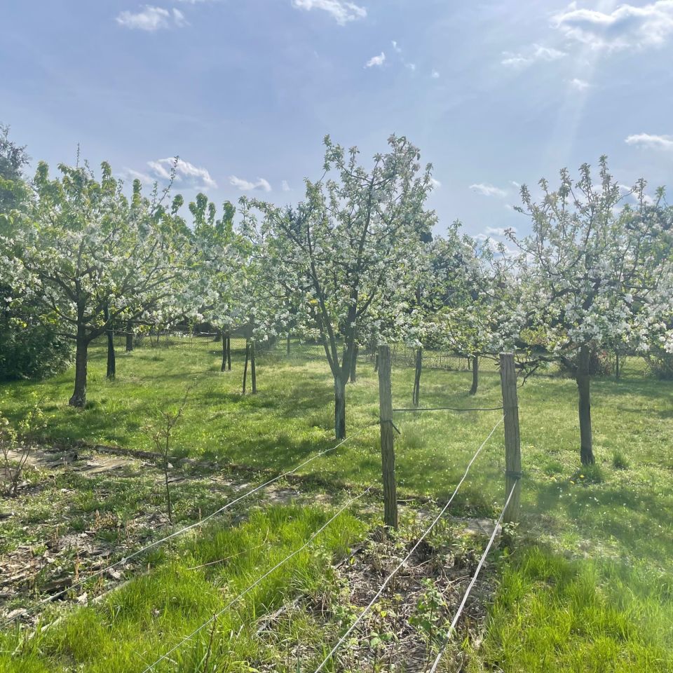 Działka rekreacyjna Międzychód. Zdjęcie 3