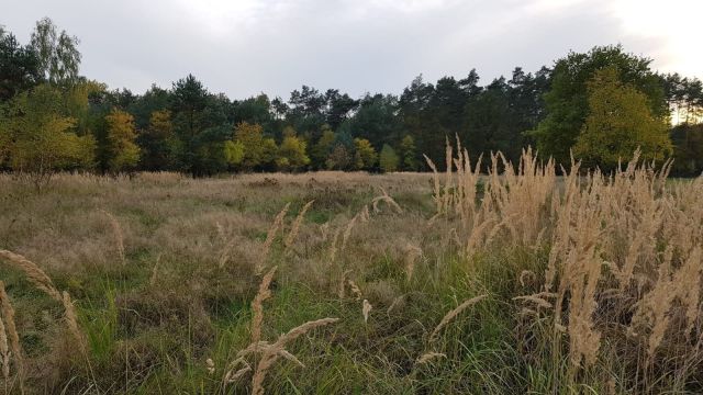 Działka rolno-budowlana Czyżówek. Zdjęcie 1