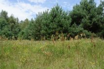 Działka budowlana Nagodów. Zdjęcie 3