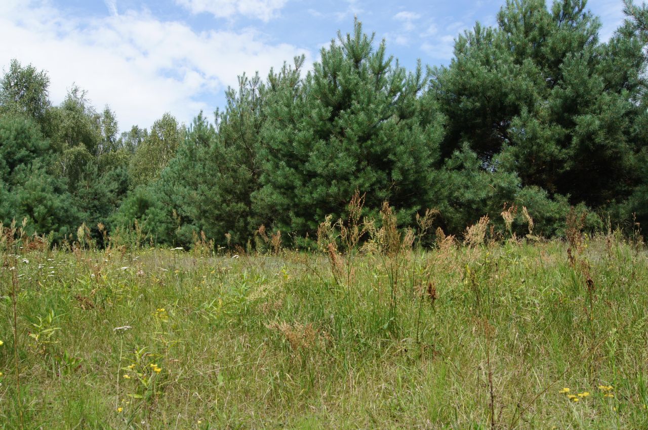 Działka siedliskowa Nagodów. Zdjęcie 2