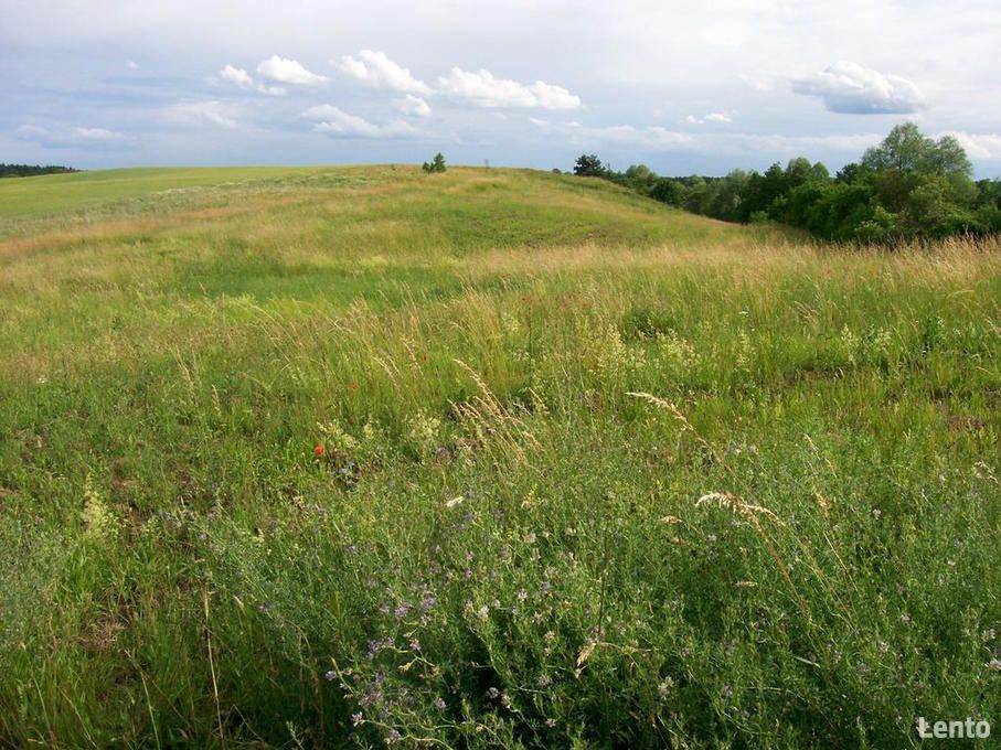 Działka rolna Chłopowo. Zdjęcie 5