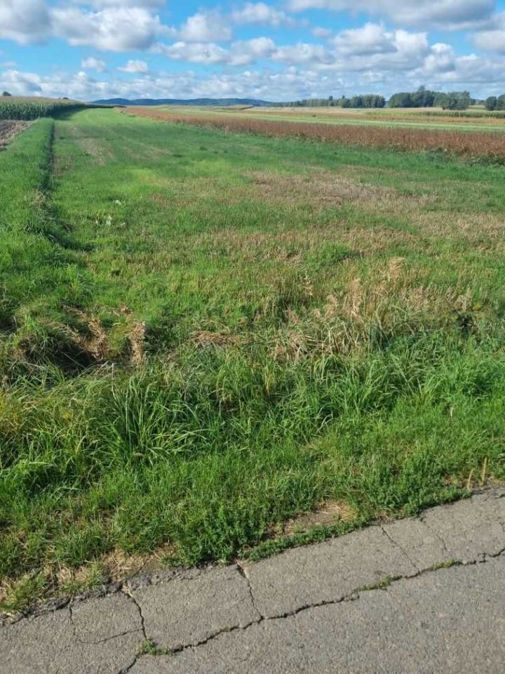 Działka budowlana Głowienka, ul. Polna. Zdjęcie 3