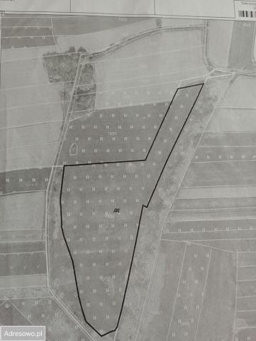 Działka rolna Dziewin. Zdjęcie 1