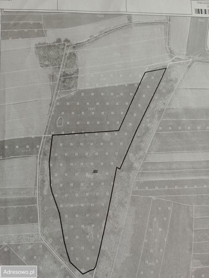 Działka rolna Dziewin. Zdjęcie 1