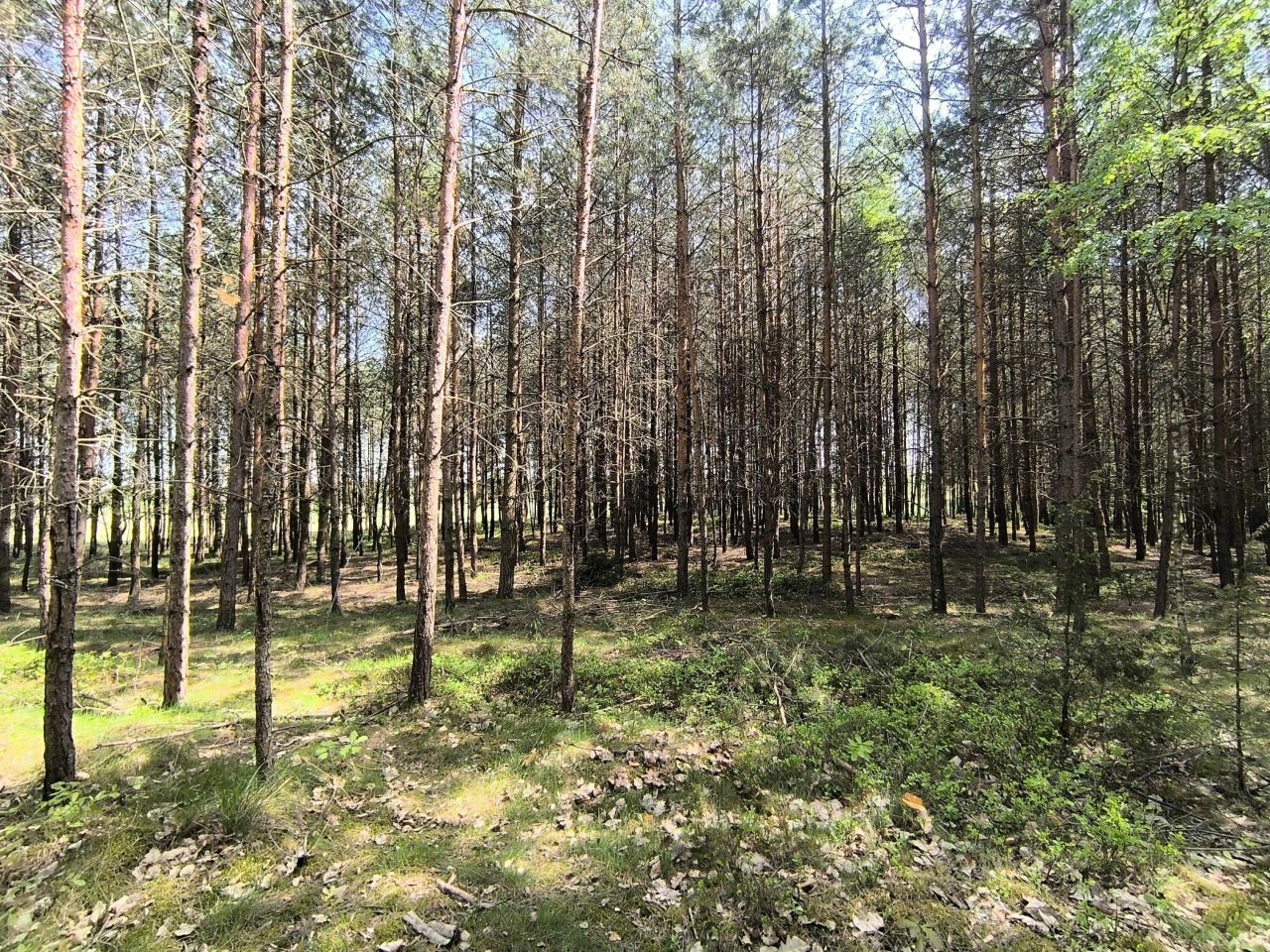 Działka leśna Zdroje. Zdjęcie 2