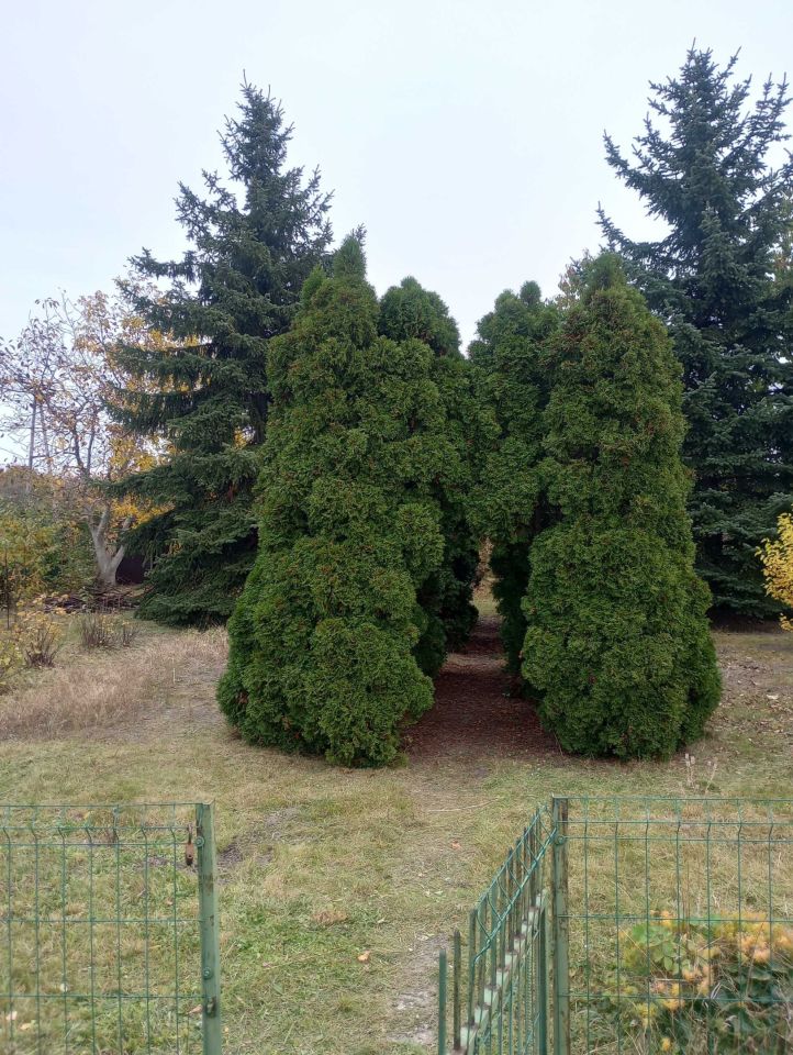 Działka rod Łowicz. Zdjęcie 5