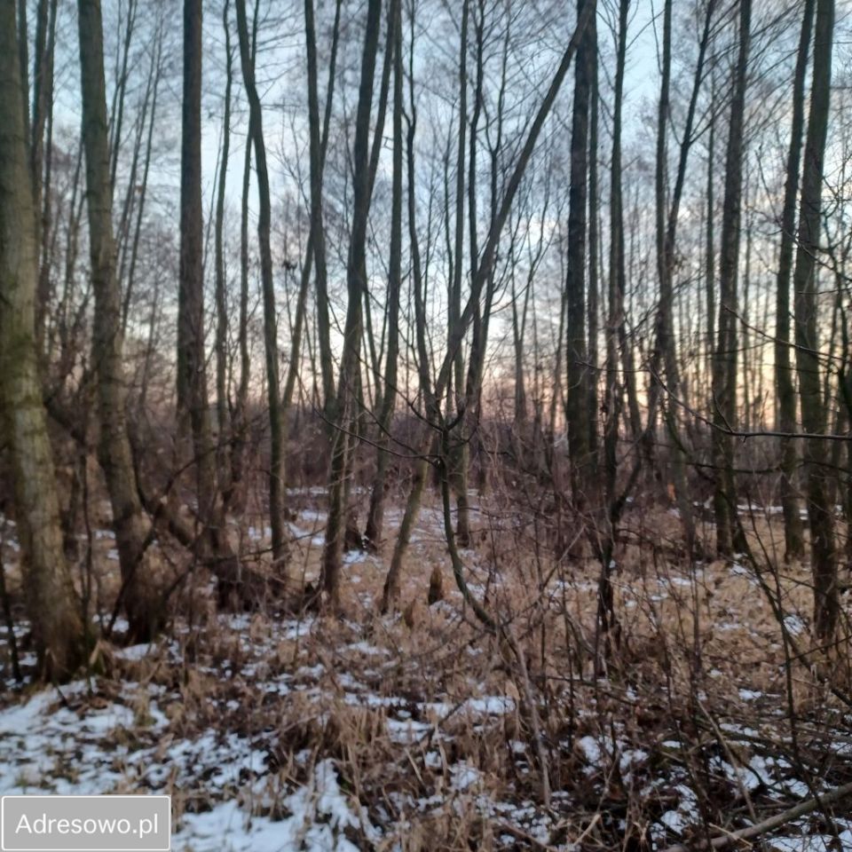 Działka budowlana Dyszów, ul. Bolesława Prusa. Zdjęcie 11