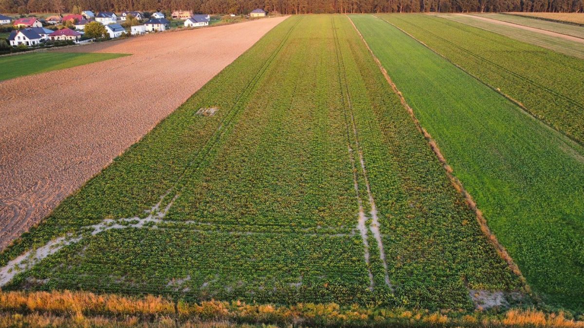 Działka budowlana Golędzinów. Zdjęcie 3