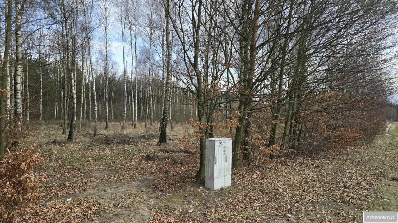 Działka Leśna. Zdjęcie 7