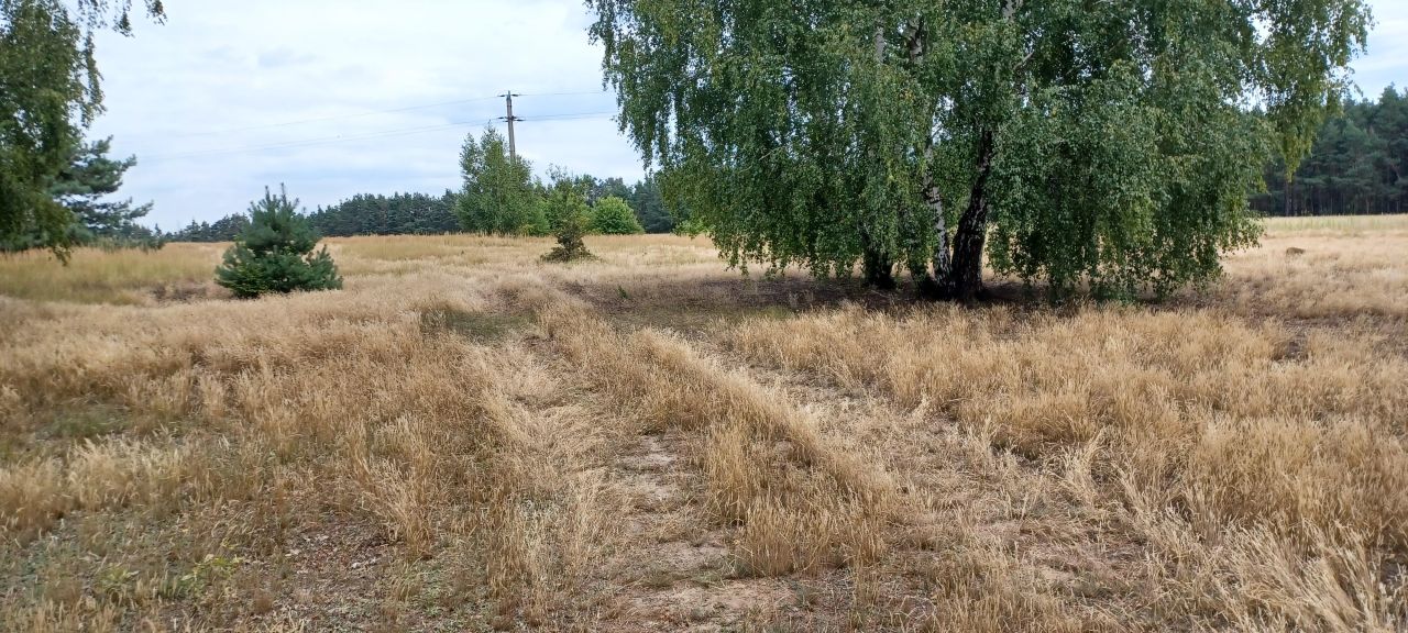 Działka budowlana Bujniczki-Kolonia Kopanina. Zdjęcie 10